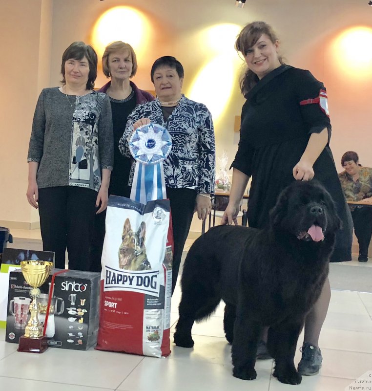 Фото: ньюфаундленд Mon Reve de la Contree du Milieu