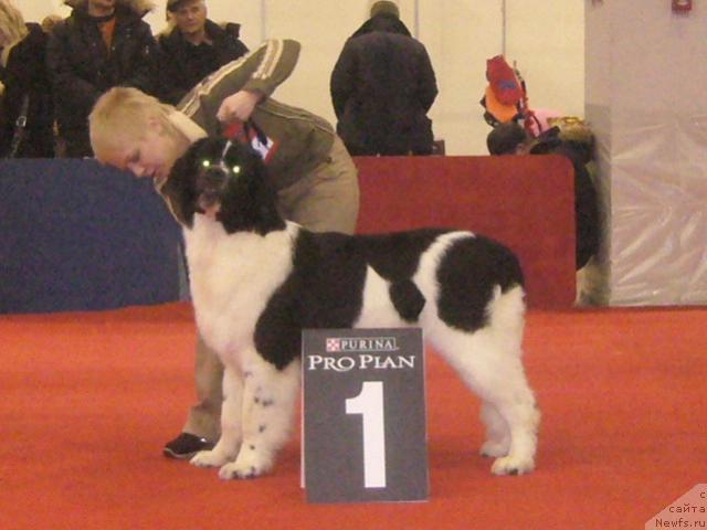 Фото: ньюфаундленд Маг Исполин Инфанта (Mag Ispolin Infanta)