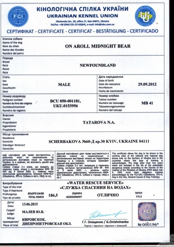 Фото: ньюфаундленд On Aroll Midnight Bear