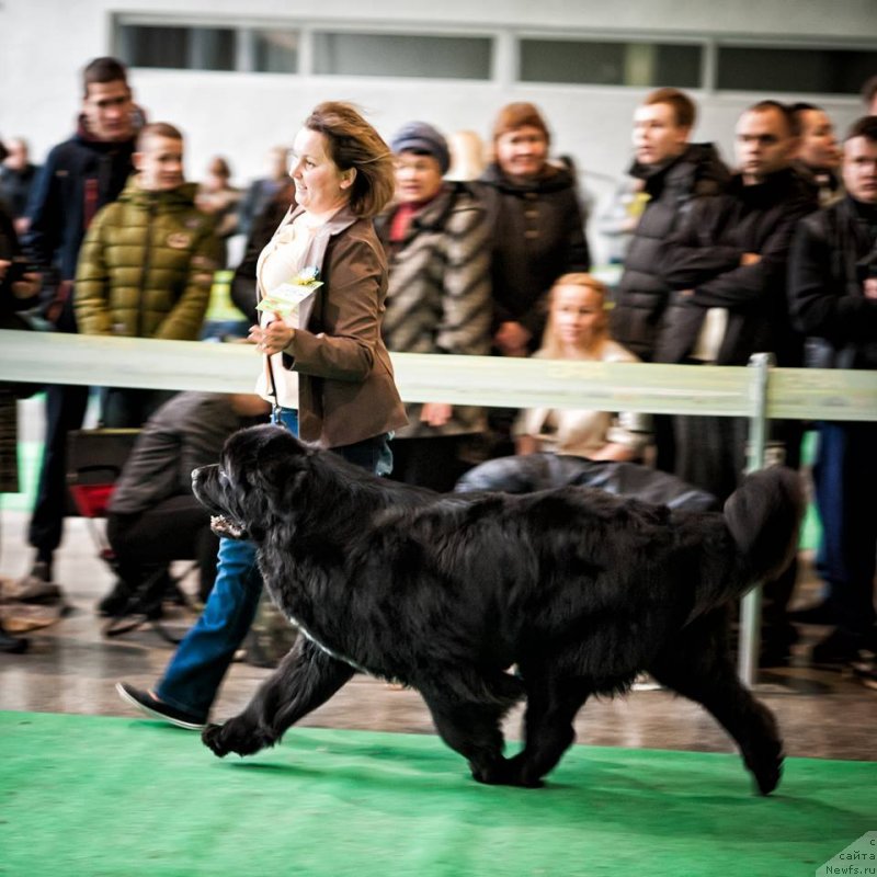 Фото: ньюфаундленд On Aroll Midnight Bear