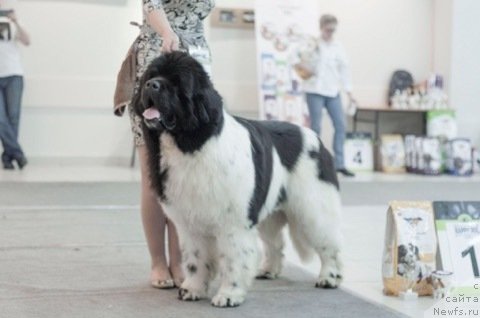 Фотография № 233605