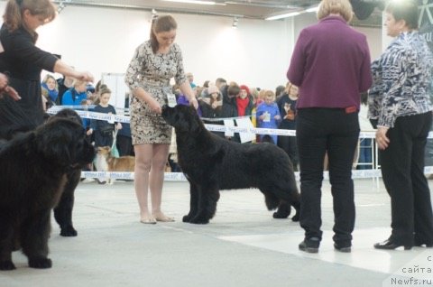 Фото: ньюфаундленд Аквиан Сонг Текила Голд (Akvian Song Tequila Gold)