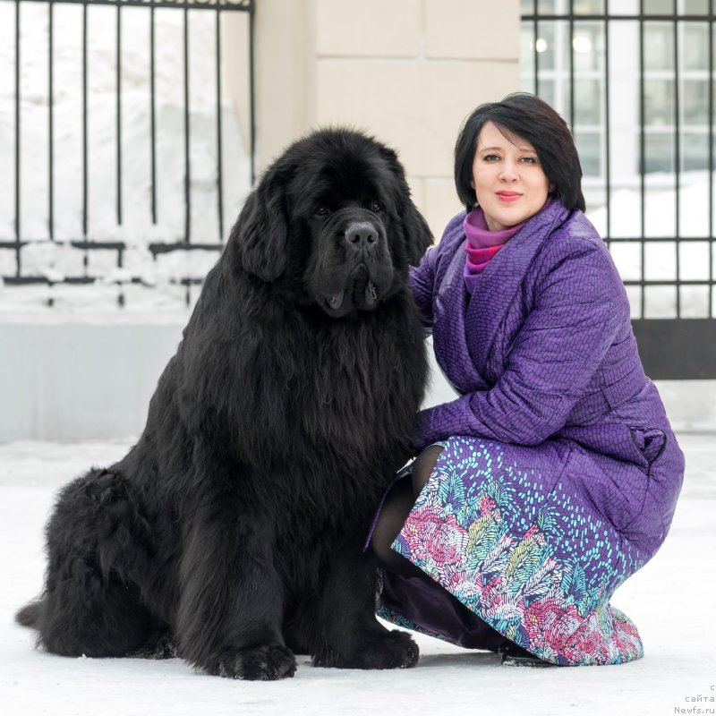 Фото: ньюфаундленд J'aime Leventarrier iz Volotova