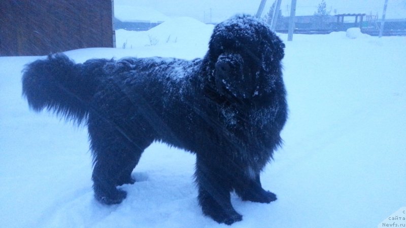 Фото: ньюфаундленд Кипер Соул Симба