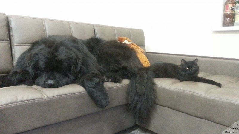 Фото: ньюфаундленд Кипер Соул Симба