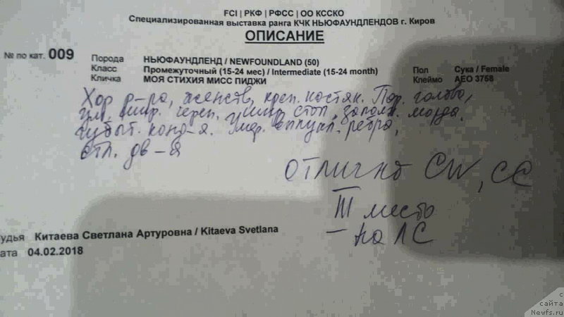 Фото: ньюфаундленд Моя Стихия Мисс Пиджи