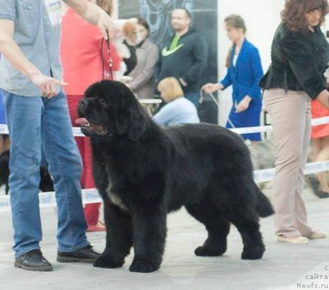 Фото: ньюфаундленд Даркфлайт Изумруд для Замка Мелвин (Darkflight Izumrud dlya Zamka Melvin), ньюфаундленд Даркфлайт Изумруд для Замка Мелвин (Darkflight Izumrud dlya Zamka Melvin)
