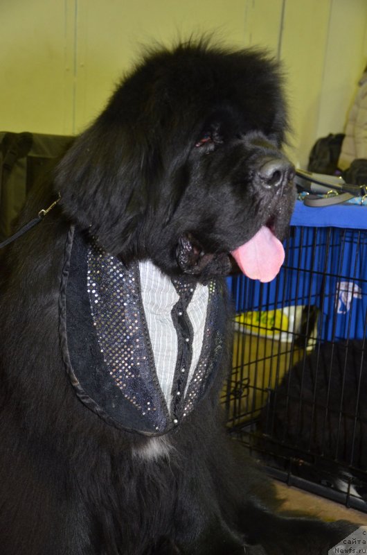 Фотография № 233627