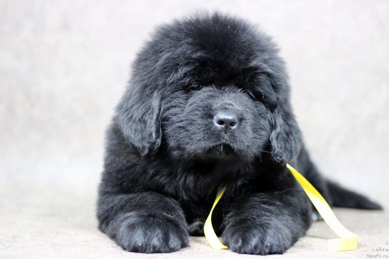 Фото: Светлана Васильчук, ньюфаундленд J'aime Leventarrier iz Volotova