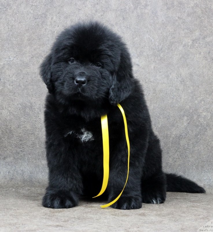 Фотография № 233631