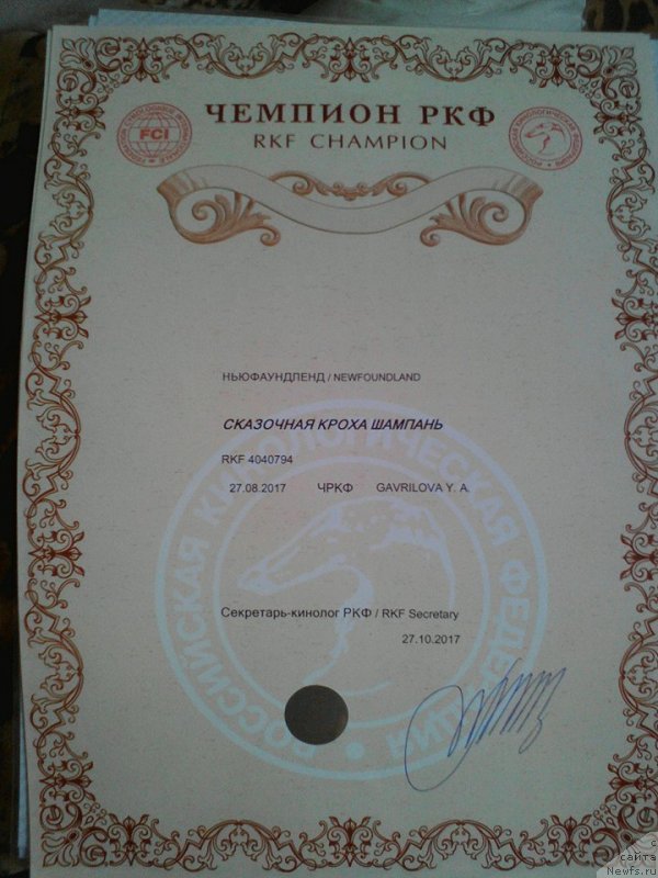 Фото: ньюфаундленд Сказочная Кроха Шампань
