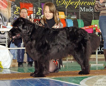 Фото: ньюфаундленд Аксель Блэк Даймонд, Дарья Митренева