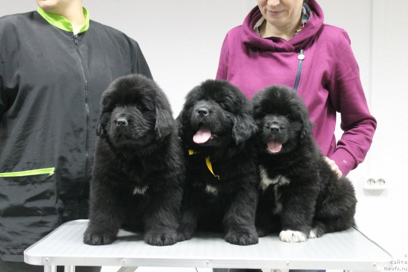 Фотография № 233661