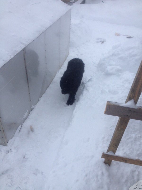 Фото: ньюфаундленд Терра Виктория Еван Де Марко