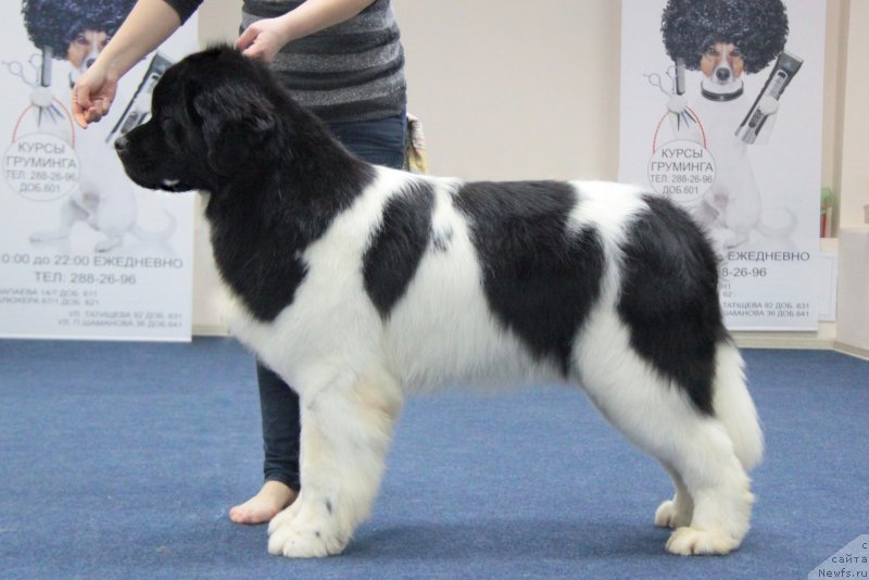 Фото: ньюфаундленд Аквиан Сонг Тейят Приор