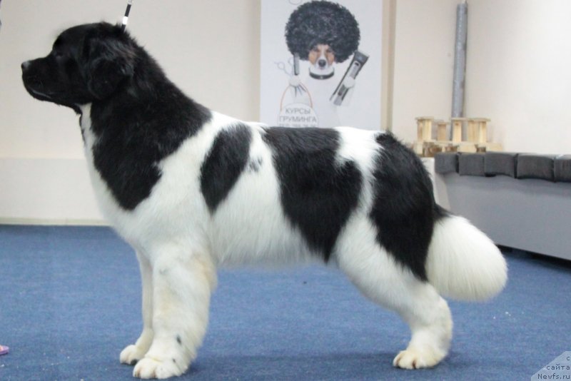 Фото: ньюфаундленд Аквиан Сонг Тейят Приор