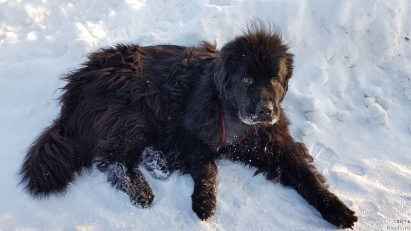 Фото: ньюфаундленд Преданный Друг