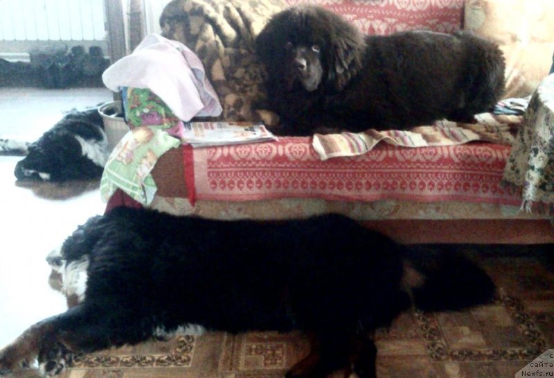 Фото: ньюфаундленд Браунблад МСК Даймонд Макс