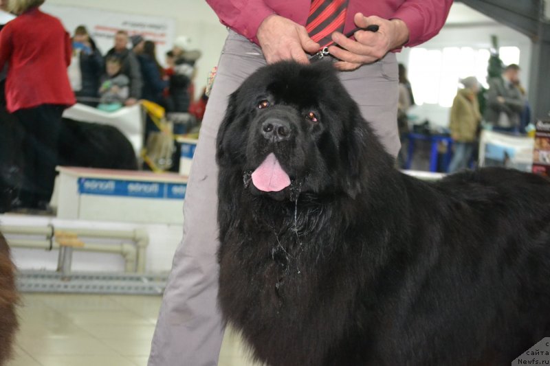 Фото: ньюфаундленд Сент Джонс Эксклюзив (Sent Djons Exclusive)