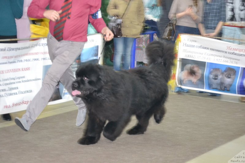 Фото: ньюфаундленд Сент Джонс Эксклюзив (Sent Djons Exclusive)