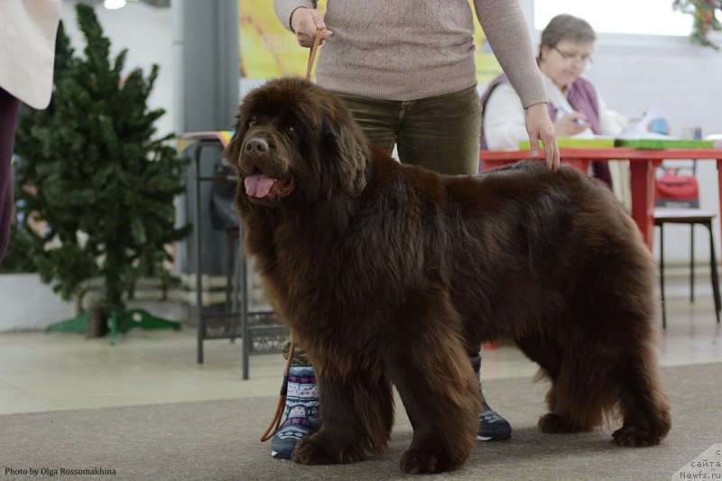 Фотография № 233688