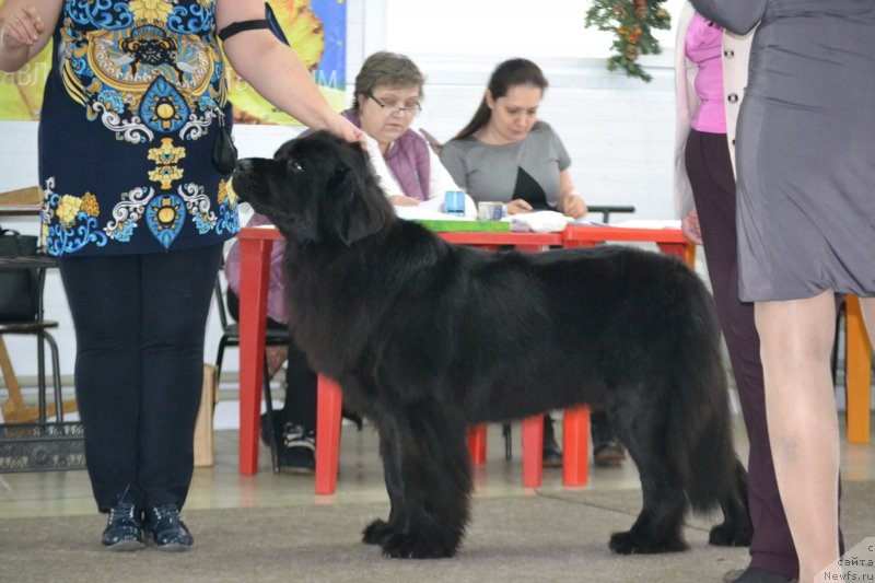 Фотография № 233689