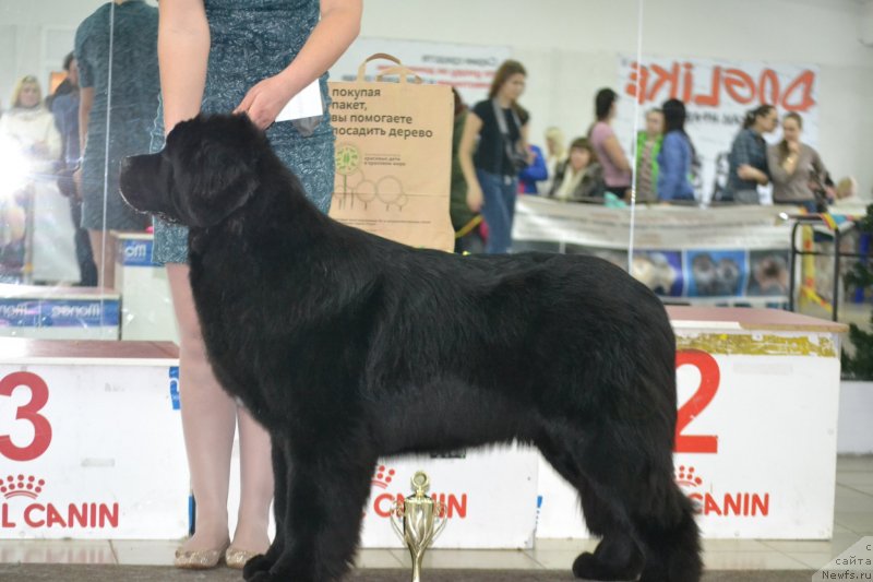 Фотография № 233695