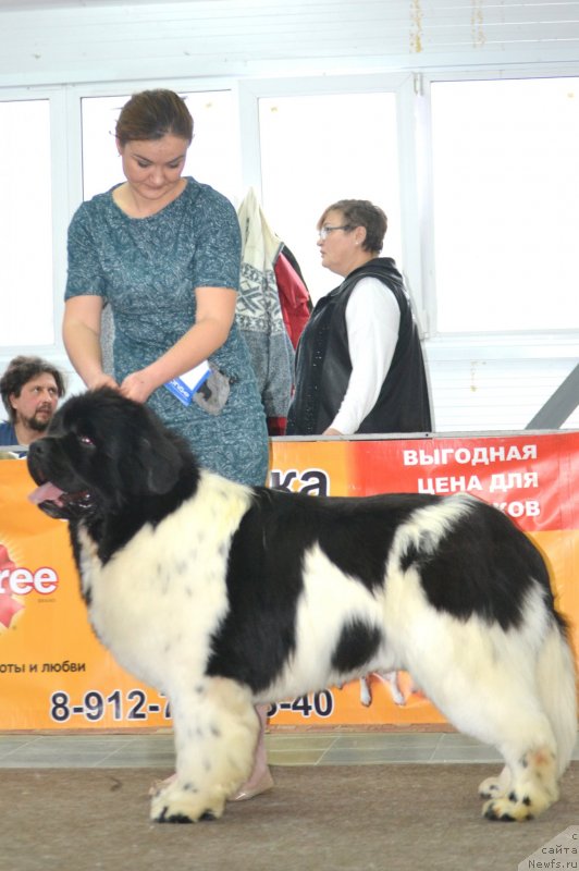 Фотография № 233697