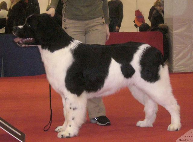 Фото: ньюфаундленд Маг Исполин Инфанта (Mag Ispolin Infanta)