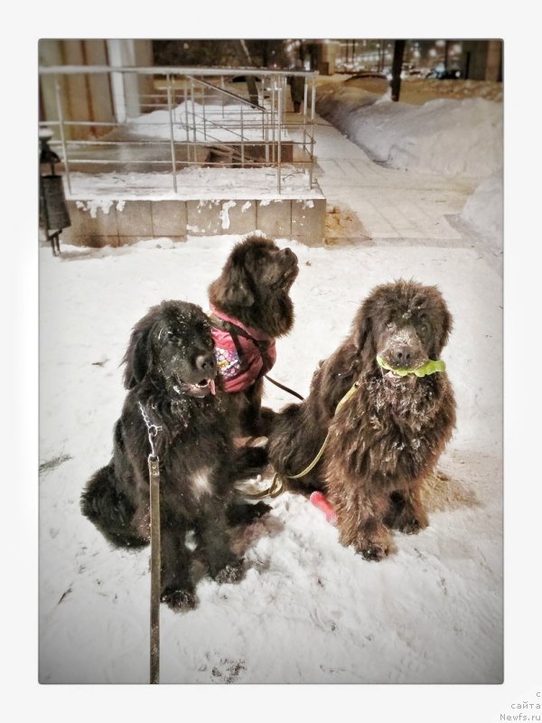 Фотография № 233700