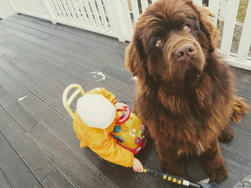 Фото: ньюфаундленд Браунблад МСК Аназер Лав Тендер Эбони (Brownblood MSK Another Love Tender Ebony)