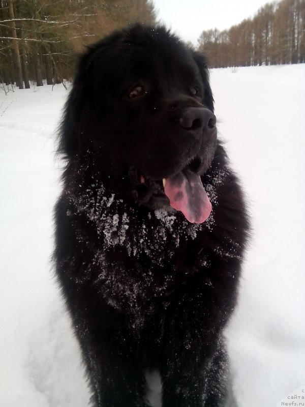 Фото: ньюфаундленд Кайден Плейфул (Kaiden Playful)