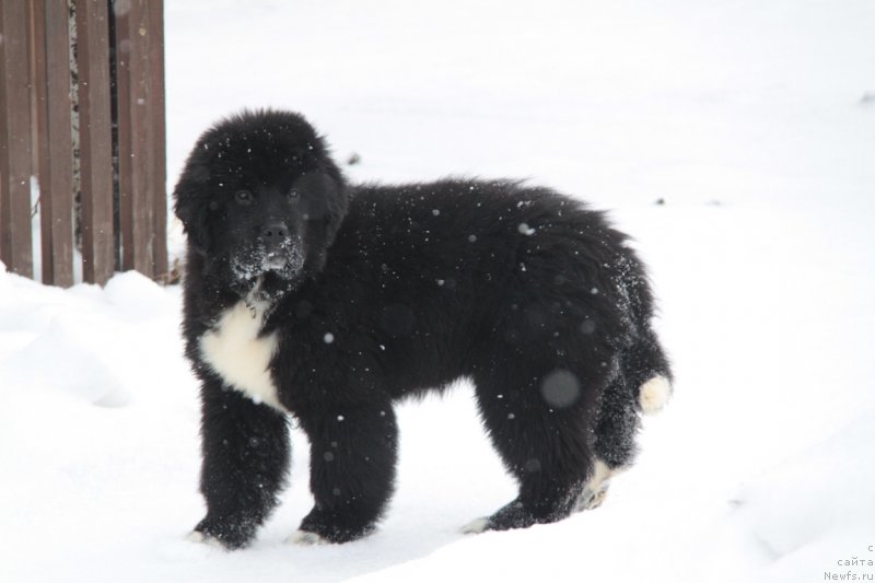 Фото: ньюфаундленд Аквиан Сонг Фанагория