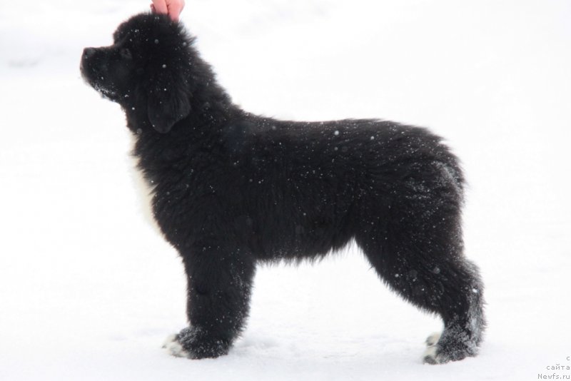 Фото: ньюфаундленд Аквиан Сонг Фанагория