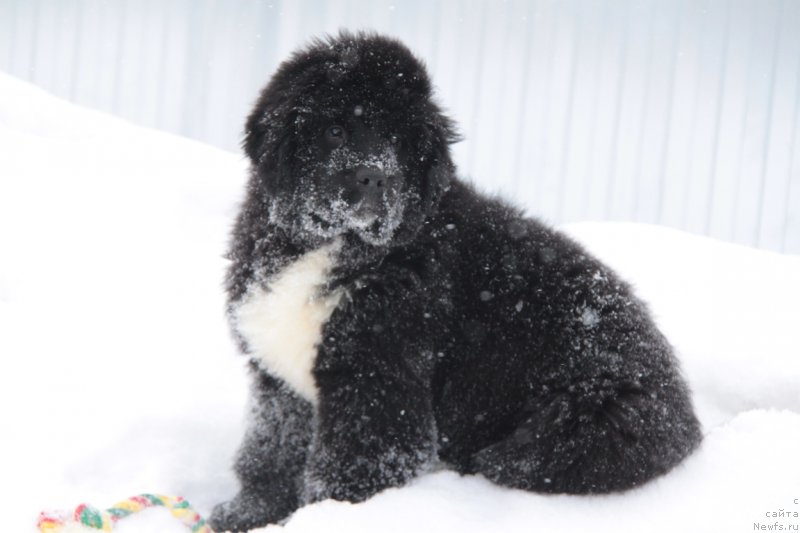 Фото: ньюфаундленд Аквиан Сонг Фанагория