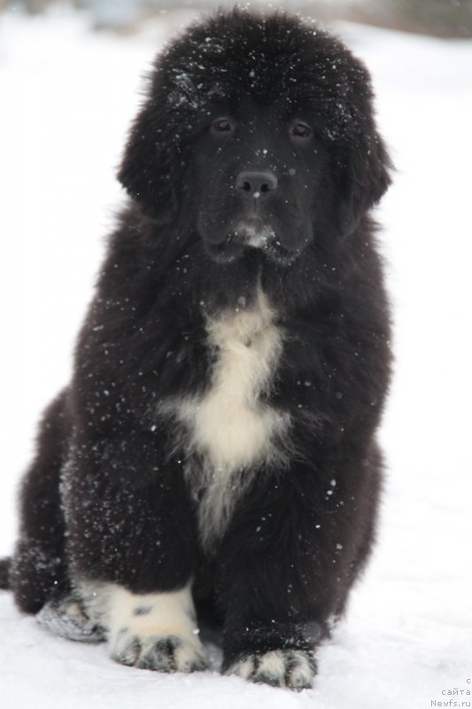 Фото: ньюфаундленд Аквиан Сонг Флаффи Спирит