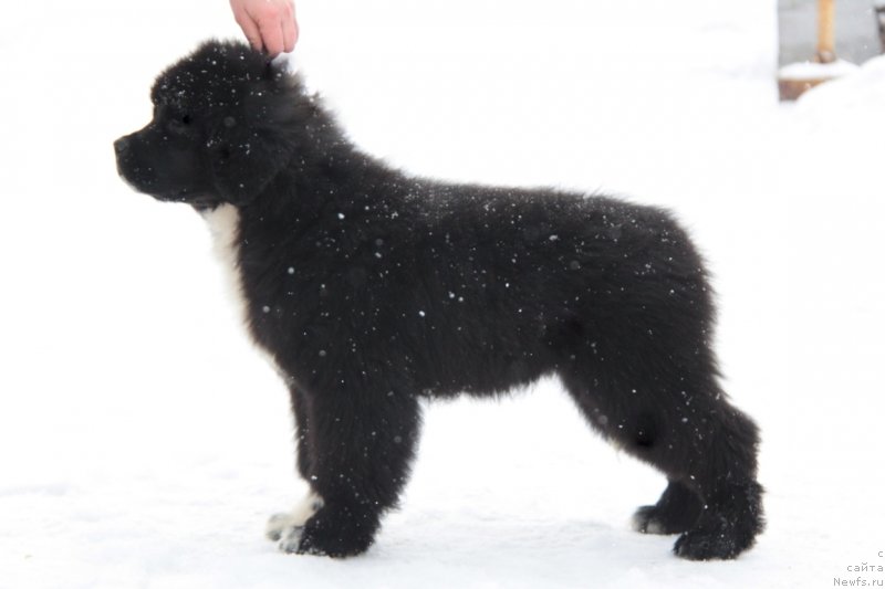 Фото: ньюфаундленд Аквиан Сонг Флаффи Спирит