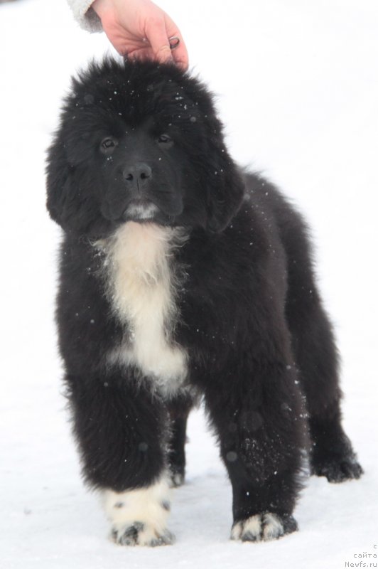 Фото: ньюфаундленд Аквиан Сонг Флаффи Спирит