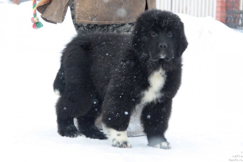 Фото: ньюфаундленд Аквиан Сонг Флаффи Спирит