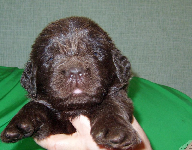 Фотография № 233715