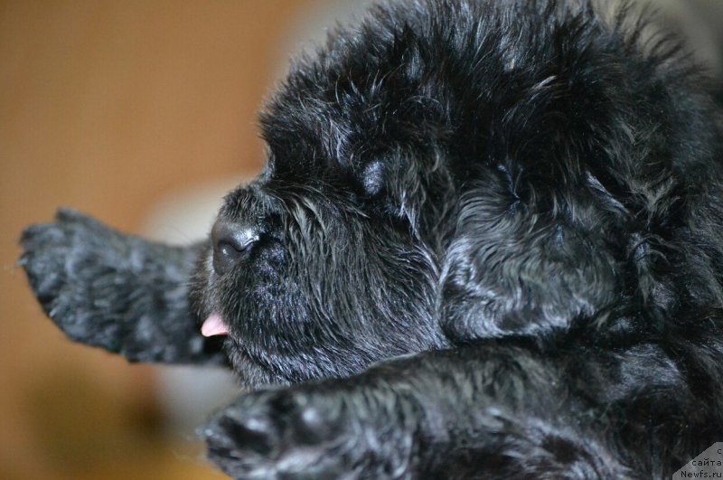 Фото: щенок, ньюфаундленд Ноэль Наследница Вятских Медведей (Noel Naslednitsa Vyatskiy Medved), ньюфаундленд Назар Вятский Медведь (Nazar Vyatskiy Medved), ньюфаундленд Ларс Верный Друг