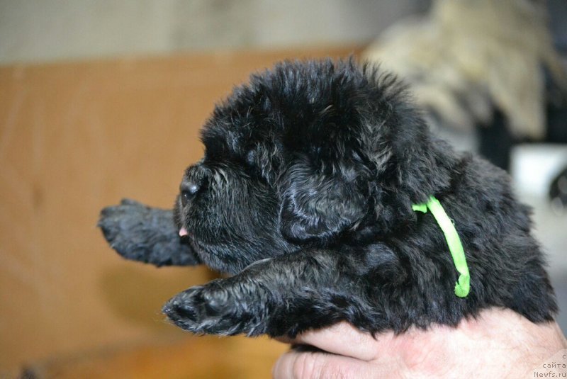 Фото: щенок, ньюфаундленд Ноэль Наследница Вятских Медведей (Noel Naslednitsa Vyatskiy Medved), ньюфаундленд Назар Вятский Медведь (Nazar Vyatskiy Medved)