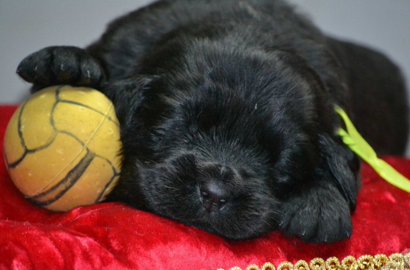 Фото: щенок, ньюфаундленд Ноэль Наследница Вятских Медведей (Noel Naslednitsa Vyatskiy Medved), ньюфаундленд Назар Вятский Медведь (Nazar Vyatskiy Medved)