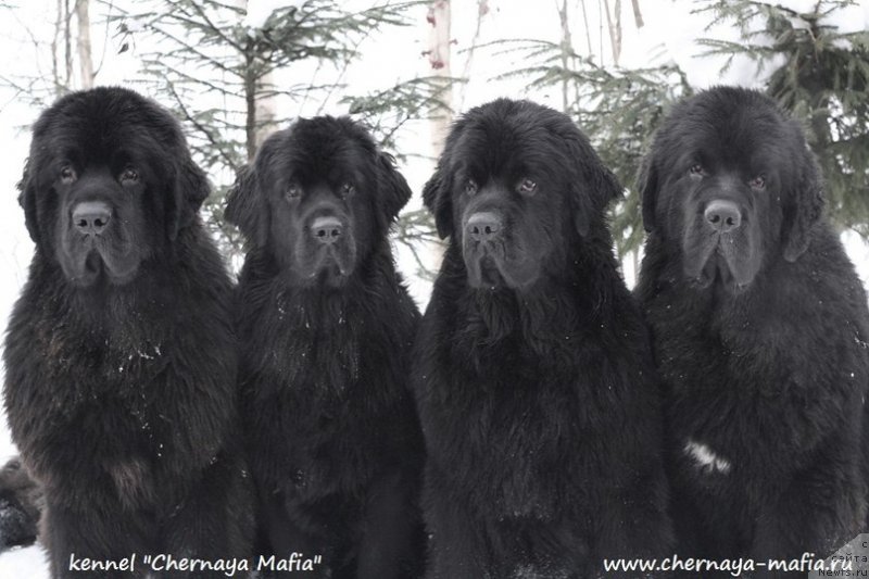 Фотография № 233728