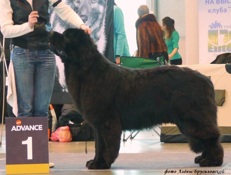 Фотография № 233729