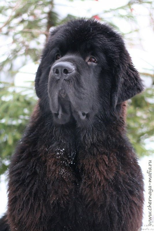 Фотография № 233730