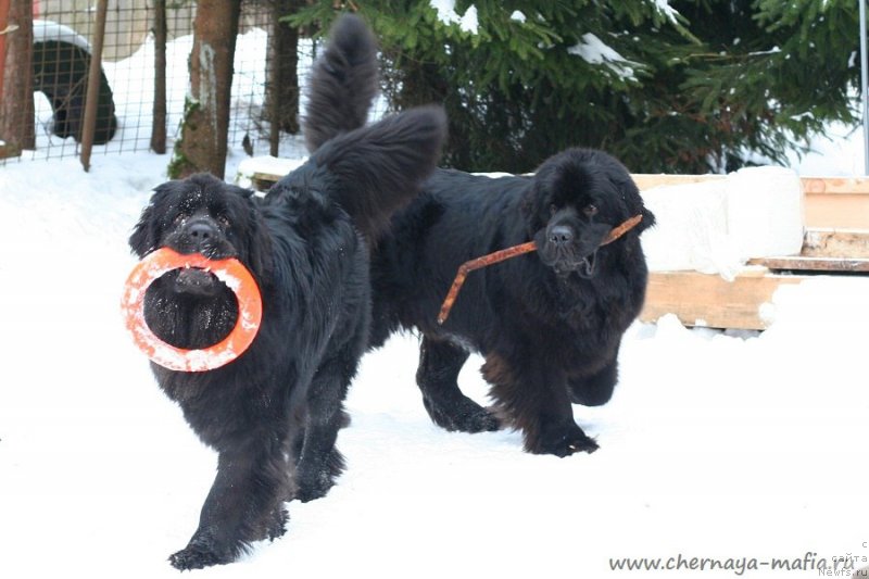 Фотография № 233731