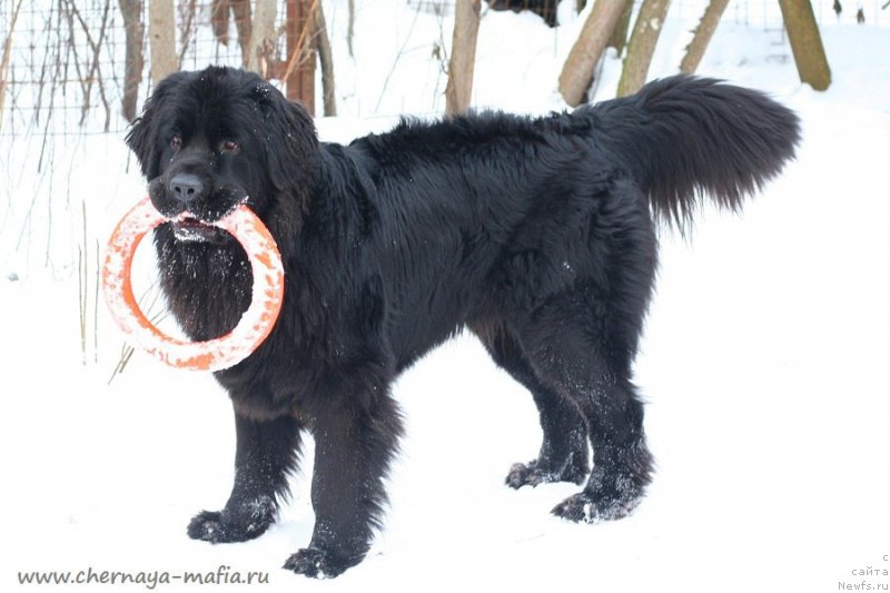 Фотография № 233732