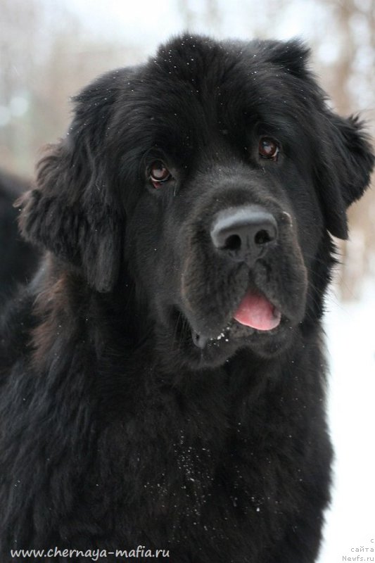 Фотография № 233733