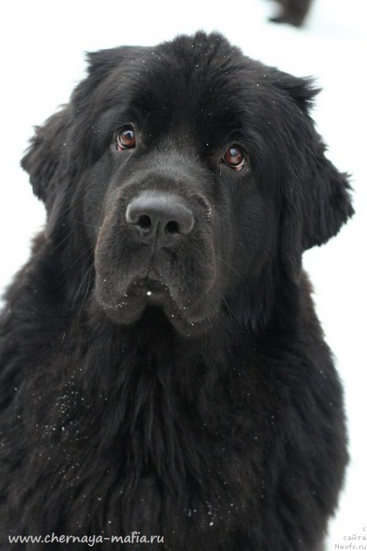 Фотография № 233734